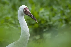 Siberian crane (Grus leucogeranus) critically endangered, captive