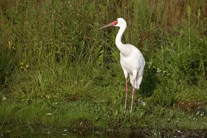 Gruidae Prints: Siberian crane (Leucogeranus leucogeranus) standing at water's edge