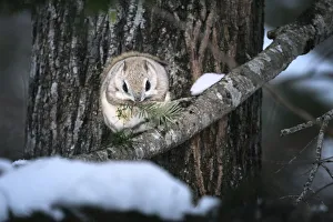 Siberian flying squirrel (Pteromys volans orii) feeding on Sakhalin fir tree. Hokkaido, Japan