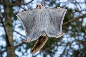 Rodentia Prints: Siberian flying squirrel (Pteromys volans orii) flying directly over photographer