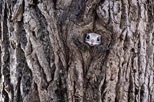 Tony Wu Prints: Siberian flying squirrel (Pteromys volans orii) peeking out of entrance of its nest prior to emerging to forage