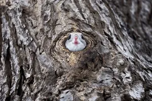 Tony Wu Prints: Siberian flying squirrel (Pteromys volans orii) peeking out from its nests prior to exiting