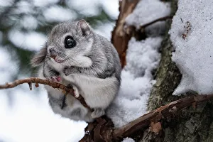 Siberian flying squirrel (Pteromys volans orii) sitting in favorite spot during overcast winter morning. Hokkaido, Japan. February