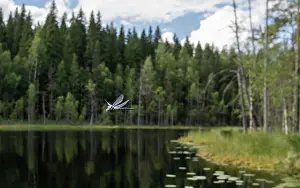 Damselfly Prints: Siberian hawker (Aeshna crenata) male in flight over lake with forest in background