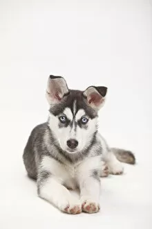 2012 Highlights Collection: Siberian Husky, puppy, 11 weeks, lying down