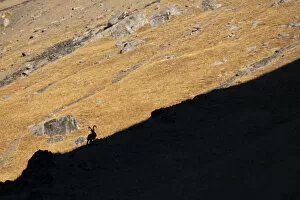 2020 August Highlights Gallery: Siberian ibex (Capra sibirica) silhouetted on ridge, Tian Shan mountains, Xinjiang