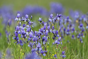 Images Dated 2nd June 2009: Siberian irises (Iris sibirica) in flower, Eastern Slovakia, Europe, June 2009