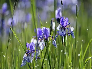 Iridaceae Prints: Siberian irises (Iris sibirica) in flower, Upper Bavaria, Germany. May