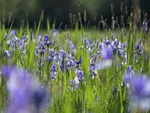 Iridaceae Prints: Siberian irises (Iris sibirica) in flower, Upper Bavaria, Germany. May