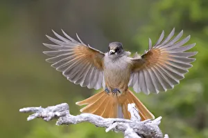 Siberian Jay (Perisoreus infaustus) alighting on a branch. Hamra, Sweden, September