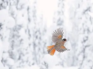 Christmas Prints: Siberian jay (Perisoreus infaustus) in flight in winter, Kuusamo, Finland. January