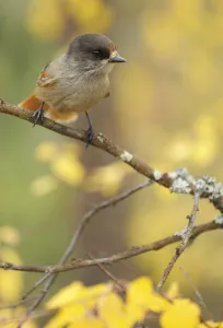 Images Dated 21st September 2008: Siberian jay (Perisoreus infaustus) Oulanka, Finland, September 2008