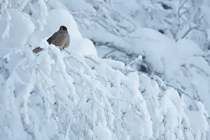 Negative Space Prints: Siberian jay (Perisoreus infaustus) perched in snow-covered tree