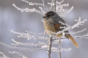 Siberian jay (Perisoreus infaustus) Putoransky State Nature Reserve, Putorana Plateau
