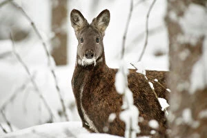 2018 August Highlights Gallery: Siberian musk deer (Moschus moschiferus) male in snow, Irkutsk, Russia. January