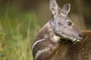 Siberian musk deer (Moschus moschiferus) male with tusks grooming, captive, Midlothian