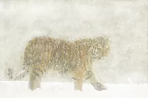 Images Dated 8th February 2007: Siberian tiger (Panthera tigris altaica) walking in snowstorm, captive