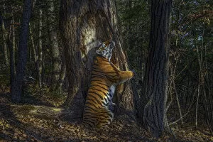 Siberian tiger (Panthera tigris altaica) female territorial marking by rubbing cheek