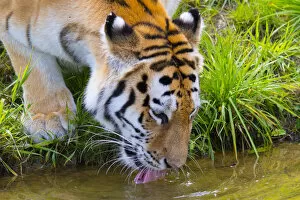 Asian Russia Gallery: Siberian tiger (Panthera tigris altaica) drinking, captive