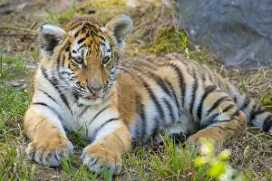 Tigers Gallery: Siberian tiger (Panthera tigris altaica) cub, age 3 months, captive