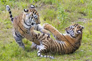 Asian Russia Gallery: Siberian tiger (Panthera tigris altaica) cubs, age 3 months, playing. Captive