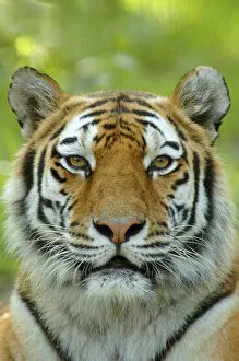 Tigers Gallery: Siberian tiger {Panthera tigris altaica} face portrait, captive