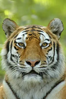 Siberian tiger {Panthera tigris altaica} face portrait, captive