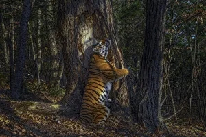 Habitat Prints: Siberian tiger (Panthera tigris altaica) female territorial marking by rubbing cheek
