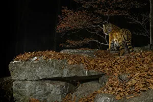 Siberian tiger (Panthera tigris altaica) at night, taken with remote camera in Land of