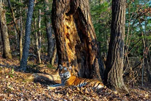 Siberian tiger (Panthera tigris altaica) resting beside tree in forest, Land of the Leopard National Park, Russian Far East. Endangered. Taken with remote camera. October