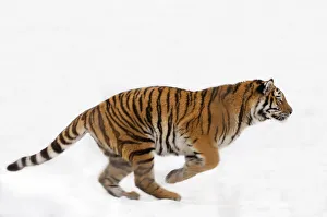Siberian tiger (Panthera tigris altaica) running in snow, captive