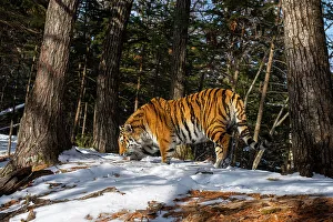 Siberian tiger (Panthera tigris altaica) smelling ground in snowy forest, Land of the Leopard National Park, Russian Far East. Endangered. Taken with remote camera. March