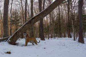 Siberian tiger (Panthera tigris altaica) smelling scent marked leaning tree in snowy forest, Land of the Leopard National Park, Russian Far East. Endangered. Taken with remote camera. March