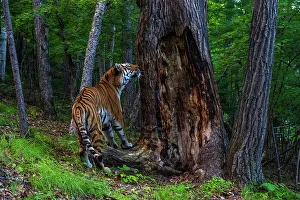 Siberian tiger (Panthera tigris altaica) smelling scent marked tree in forest, Land of the Leopard National Park, Russian Far East. Endangered. Taken with remote camera. August
