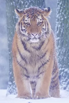 Images Dated 8th February 2007: Siberian tiger {Panthera tigris altaica} in snow storm, captive