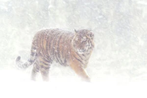 Images Dated 15th October 2008: Siberian tiger {Panthera tigris altaica} in snow storm, captive