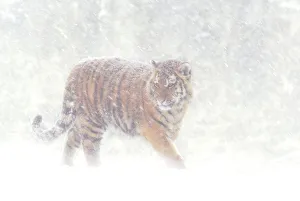 2009 Highlights Collection: Siberian tiger {Panthera tigris altaica} in snow storm, captive
