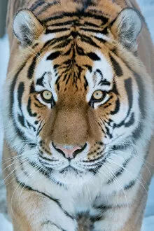 Direct Gaze Gallery: Siberian tiger (Panthera tigris altaica) in snow, captive