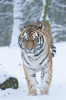 Walking Gallery: Siberian tiger (Panthera tigris altaica) in snow, captive