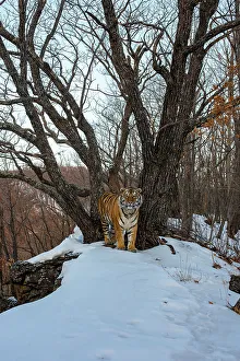Siberian tiger (Panthera tigris altaica) standing in snowy forest, Land of the Leopard National Park, Russian Far East. Endangered. Taken with remote camera. January