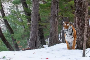 Siberian tiger (Panthera tigris altaica) standing in snowy forest, Land of the Leopard National Park, Russian Far East. Endangered. Taken with remote camera. December