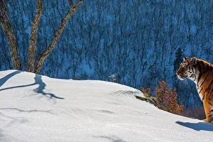 Siberian tiger (Panthera tigris altaica) standing on snowy slope with forest behind, Land of the Leopard National Park, Russian Far East. Endangered. Taken with remote camera. December