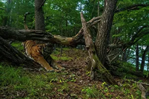 Siberian tiger (Panthera tigris altaica) stretching under fallen tree in forest, Land of the Leopard National Park, Russian Far East. Endangered. Taken with remote camera. August