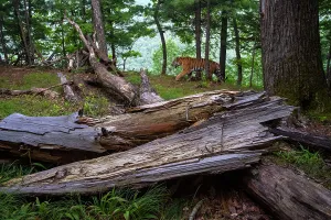 Siberian tiger (Panthera tigris altaica) walking through forest, Land of the Leopard National Park, Russian Far East. Endangered. Taken with remote camera. July