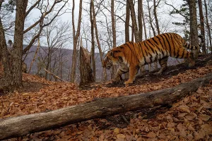 Siberian tiger (Panthera tigris altaica) walking past fallen tree in forest, Land of the Leopard National Park, Russian Far East. Endangered. Taken with remote camera. April