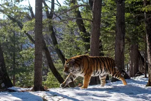 Siberian tiger (Panthera tigris altaica) walking through snowy forest, Land of the Leopard National Park, Russian Far East. Endangered. Taken with remote camera. January