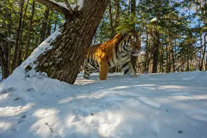 Siberian tiger (Panthera tigris altaica) walking through snowy forest, Land of the Leopard National Park, Russian Far East. Endangered. Taken with remote camera. December