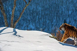 Siberian tiger (Panthera tigris altaica) walking on snowy slope with forest behind, Land of the Leopard National Park, Russian Far East. Endangered. Taken with remote camera. December