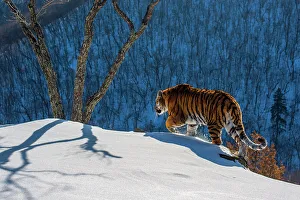 Siberian tiger (Panthera tigris altaica) walking on snowy slope with forest behind, Land of the Leopard National Park, Russian Far East. Endangered. Taken with remote camera. December