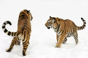 Images Dated 10th January 2010: Two Siberian tigers (Panthera tigris altaica) play-fighting in the snow, captive